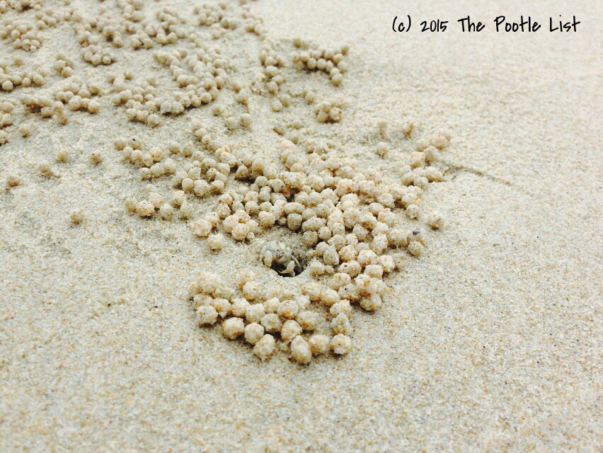 The sand bubbler crabs create patterned art